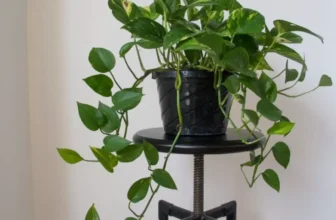 What Are the Best Indoor Plants for Beginners?