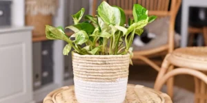 Quick Fixes for Common Houseplant Problems