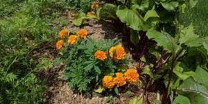What Are Companion Plants and How Do They Work?