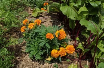 What Are Companion Plants and How Do They Work?