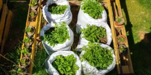What Are the Easiest Herbs to Grow Outdoors?