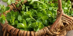 How Can I Incorporate Edible Plants Into My Garden?