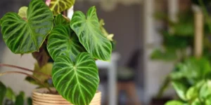 How Can You Revive a Dying Houseplant?