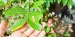 How Can You Identify and Treat Common Houseplant Pests?