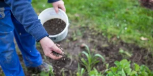 What Are the Benefits of Using Organic Fertilizers for Plants?
