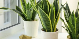 What Are the Most Common Mistakes New Plant Parents Make?