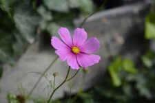 The Aesthetic Benefits of Outdoor Gardening