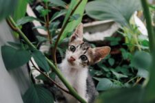How Can I Make My Outdoor Garden Pet-Friendly?