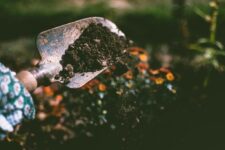 Organic Fertilizers: Everything You Need to Know