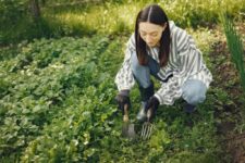 How Do You Choose the Right Lawn Care Tools?