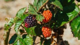How to Create a Garden That Thrives in All Seasons?