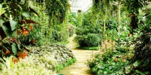 What Are the Best Shade-Loving Plants for Outdoor Gardens?
