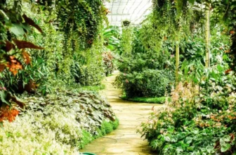 What Are the Best Shade-Loving Plants for Outdoor Gardens?