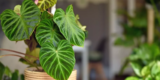 How Can You Revive a Dying Houseplant?