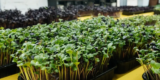 A Beginner’S Journey Into Indoor Gardening
