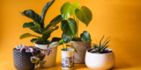 Top 10 Indoor Plants for Every Home