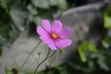 The Aesthetic Benefits of Outdoor Gardening