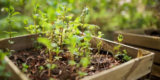 Caring for Plants During Your Busy Lifestyle