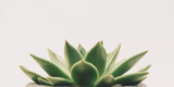 Which Plants Are Best for Improving Indoor Air Quality?